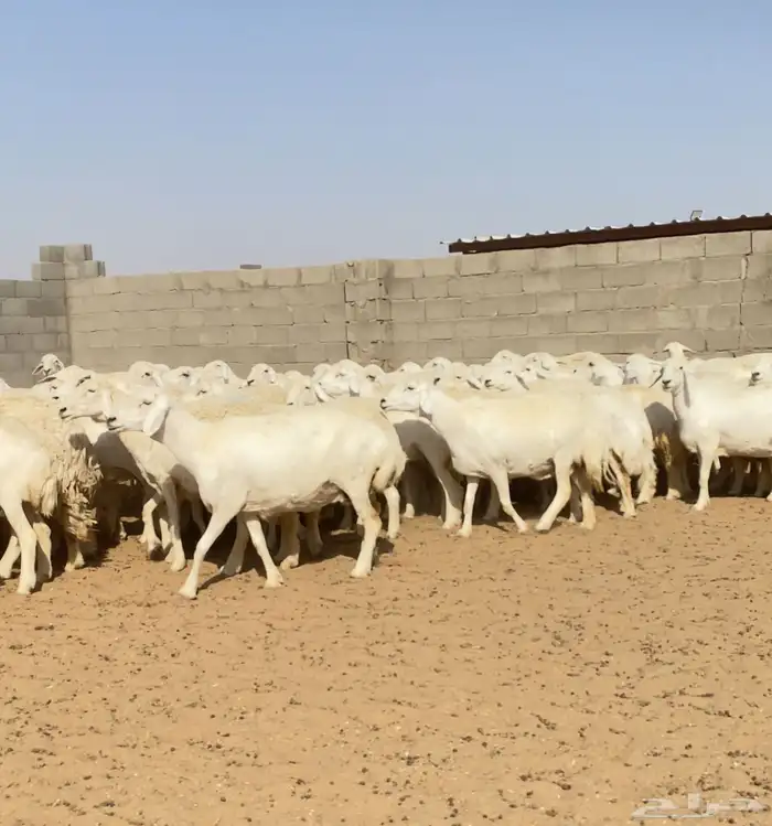 غنم حريات حرش مراح واحد 170 بفحول 6 دفيع ( تم البيع ) 17