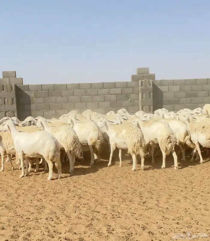 غنم حريات حرش مراح واحد 170 بفحول 6 دفيع ( تم البيع ) 8