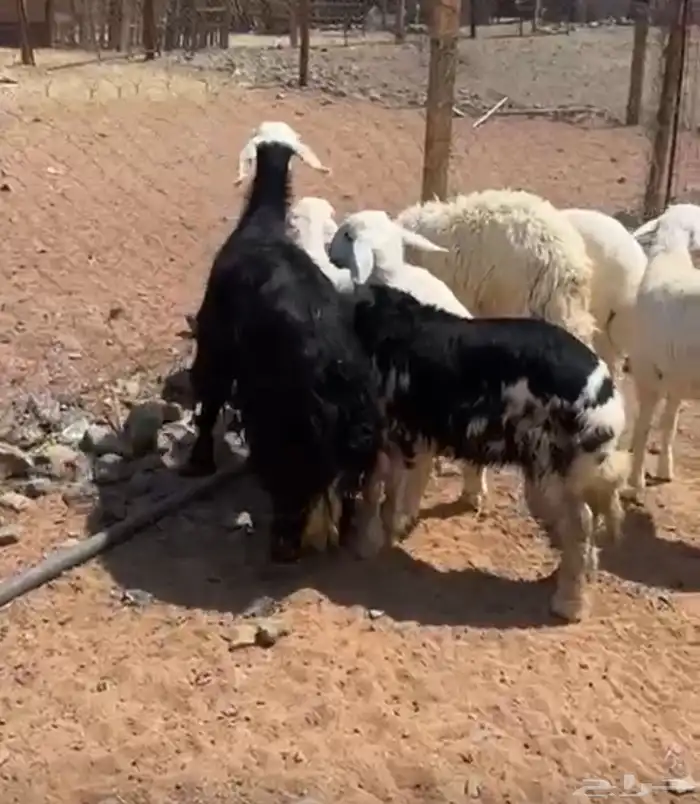 خروف نجدي بري لباني العمر خمس شهور يوجد سلخ وتوصيل 3