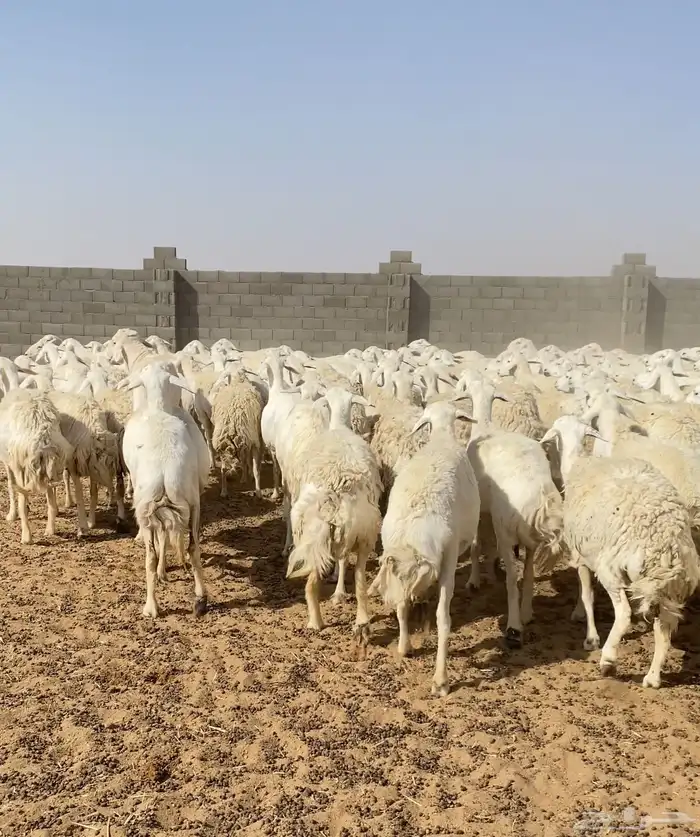 غنم حريات حرش مراح واحد 170 بفحول 6 دفيع ( تم البيع ) 22