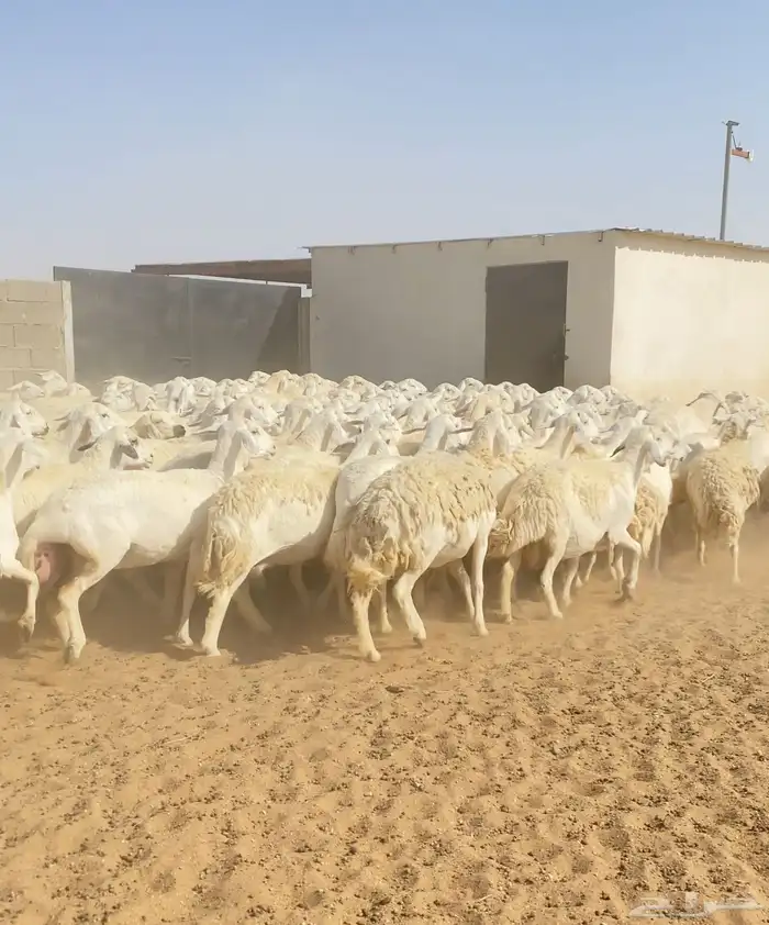 غنم حريات حرش مراح واحد 170 بفحول 6 دفيع ( تم البيع ) 20