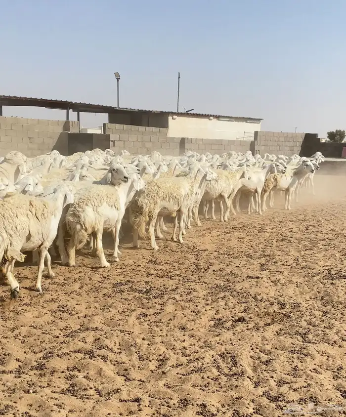 غنم حريات حرش مراح واحد 170 بفحول 6 دفيع ( تم البيع ) 5