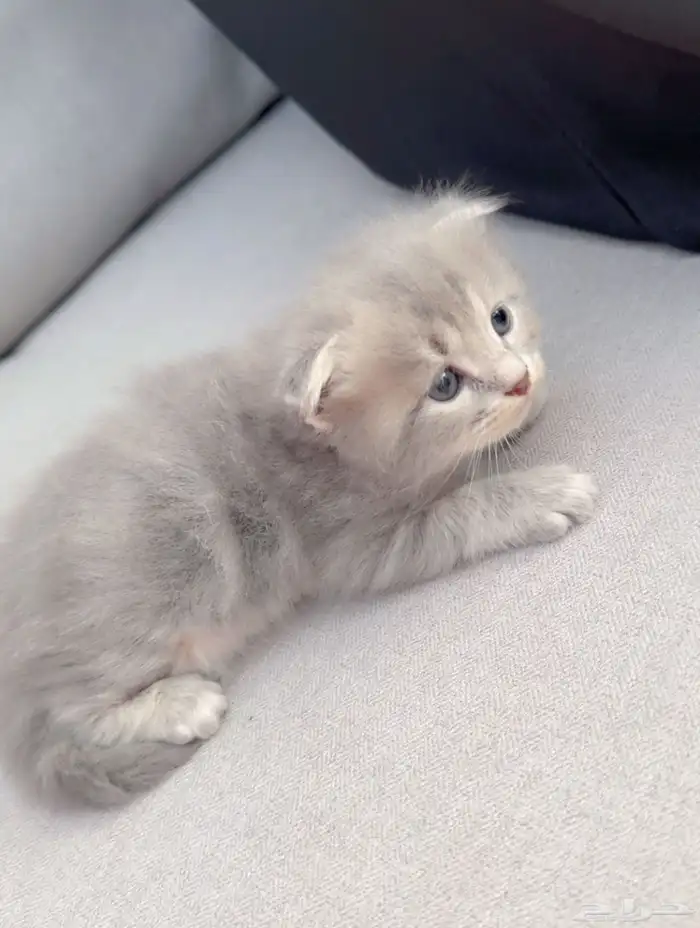 قطط محتاجه متبي 1