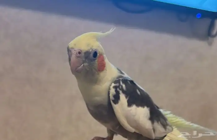 كروان   ذكر   أليف وصحه شرط 1