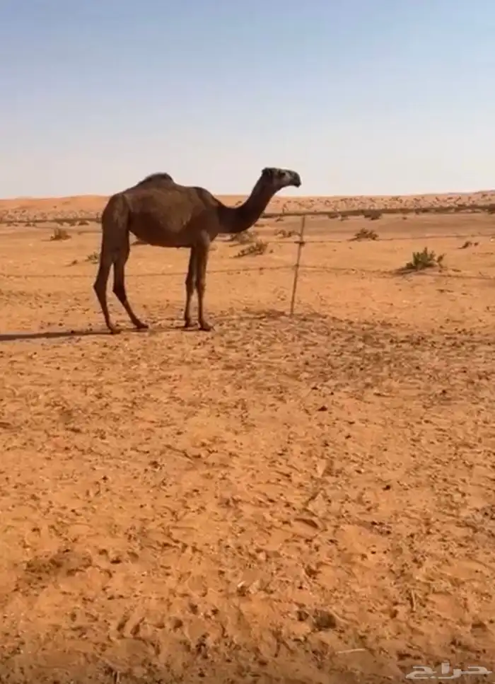 بكره شعلا 0