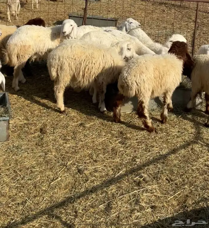 طليان ربط 4