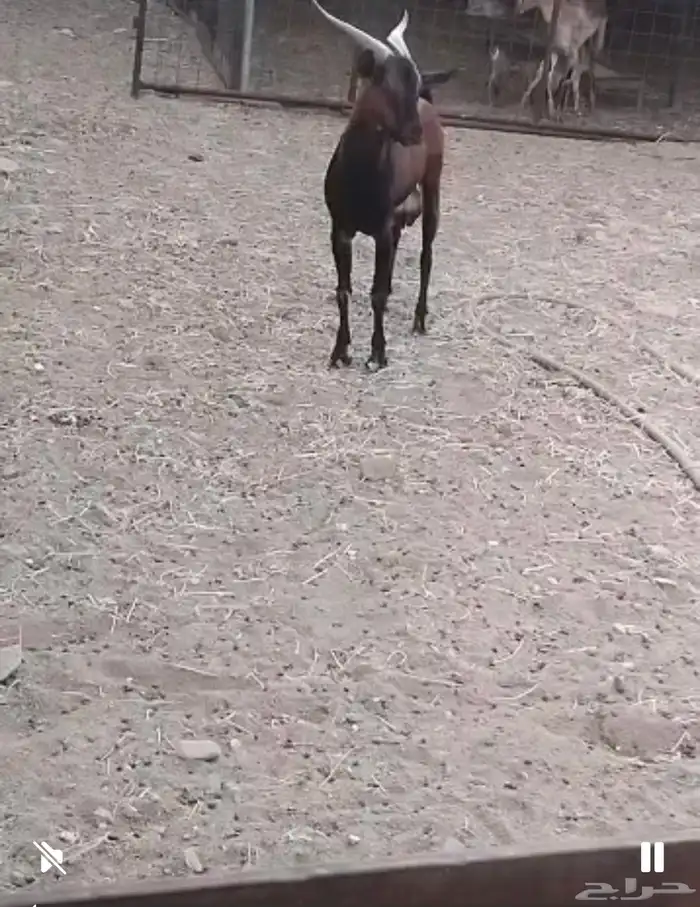 مكه 3