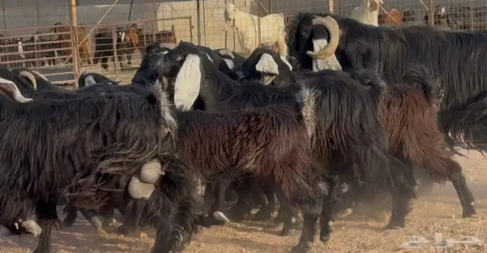 معزا عوارض متابيع طيبه عيالها ذبايح 2