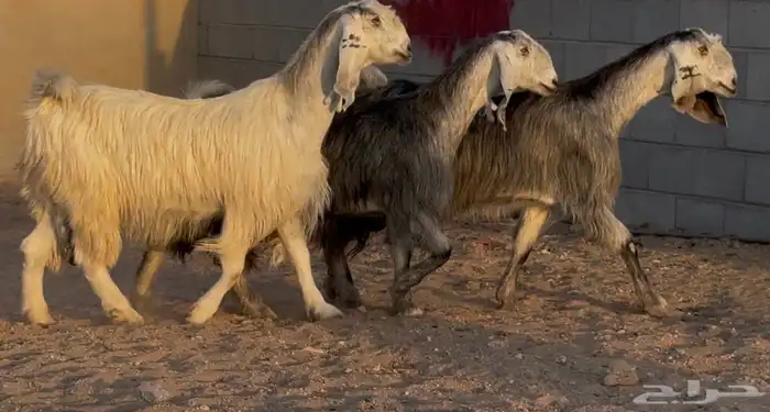 معزا مصريات جم طيبه دفيع العدد 3 البيع 1500 2