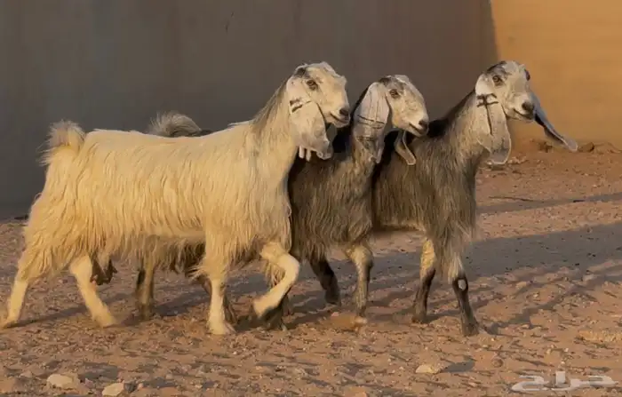 معزا مصريات جم طيبه دفيع العدد 3 البيع 1500 4
