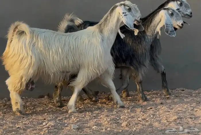 معزا مصريات جم طيبه دفيع العدد 3 البيع 1500 0