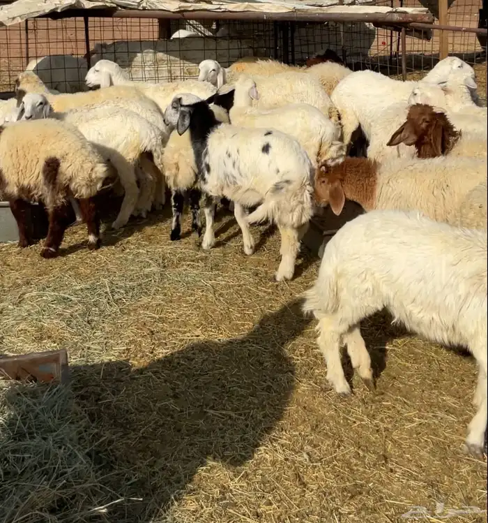 طليان ربط 0