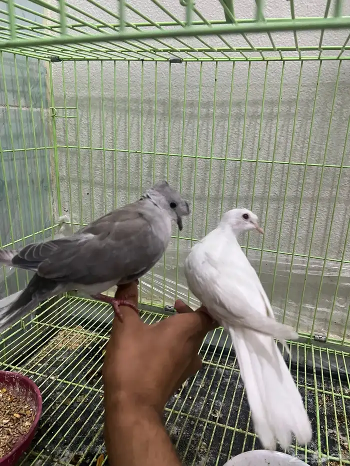 زوج يمام ياكريم منتج واليف 3