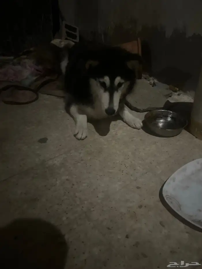 كلبين هاسكي ذكر وأنثى 2