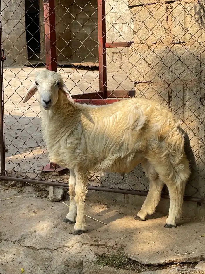 جذع عمر 5 شهور 0