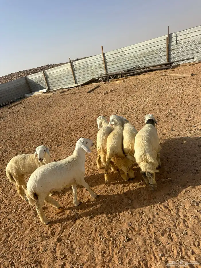 هرافى حري العدد 6(. 5خرفان  . 1رخل) 4