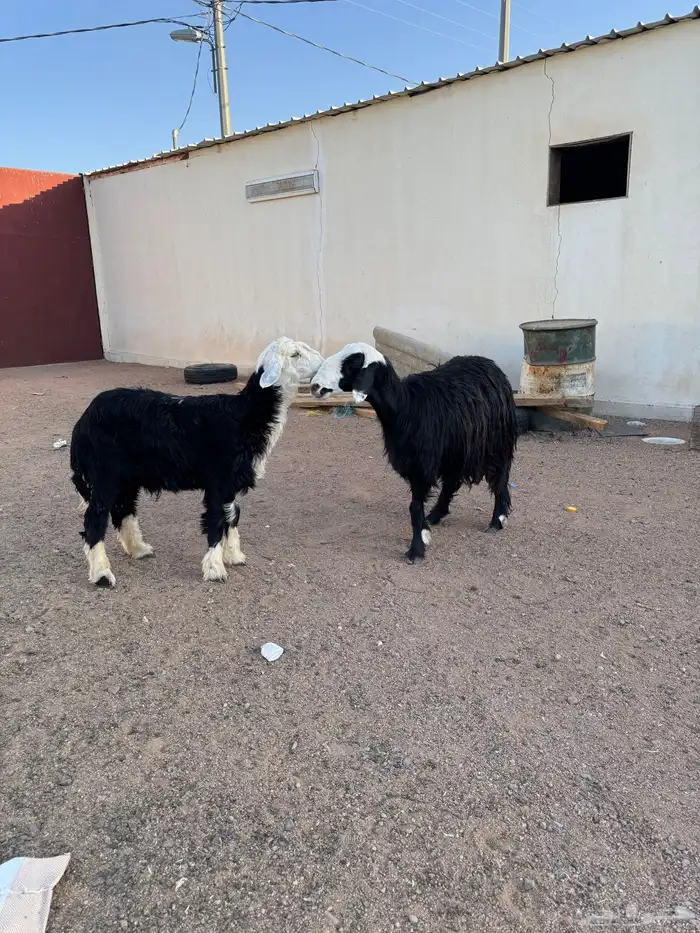 نجديه والد معها خروف كبير 4