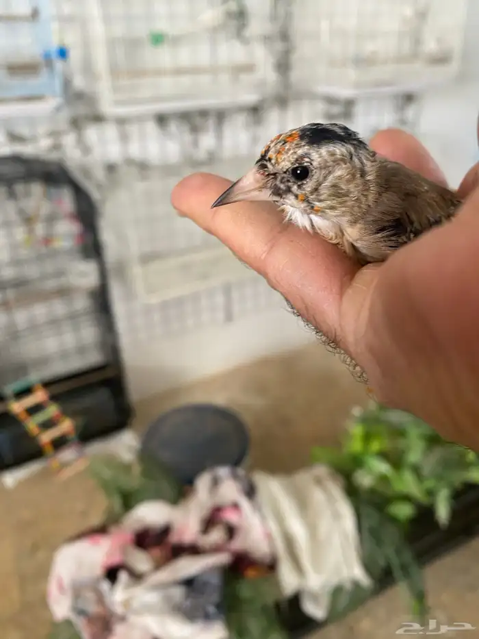 حسون فروخ تم البيع 6