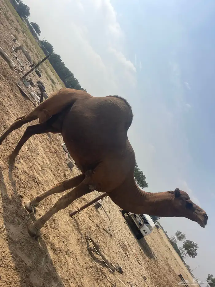 جمل 4