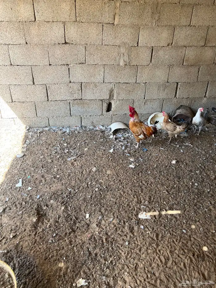 القصيم بريدة حي ضراس 3