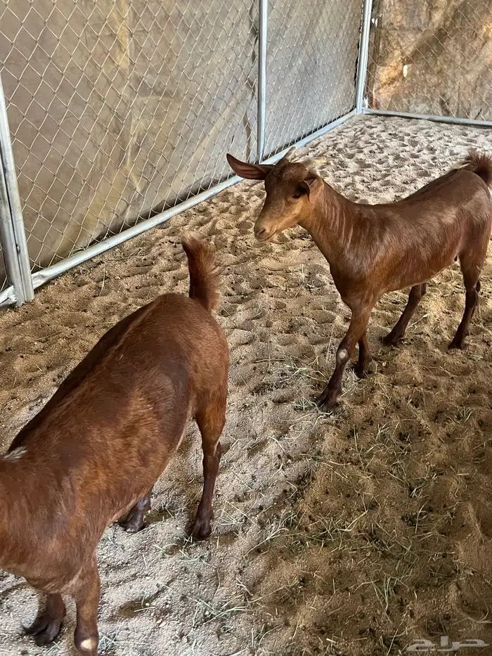 عنقان تأسيس مراح 1