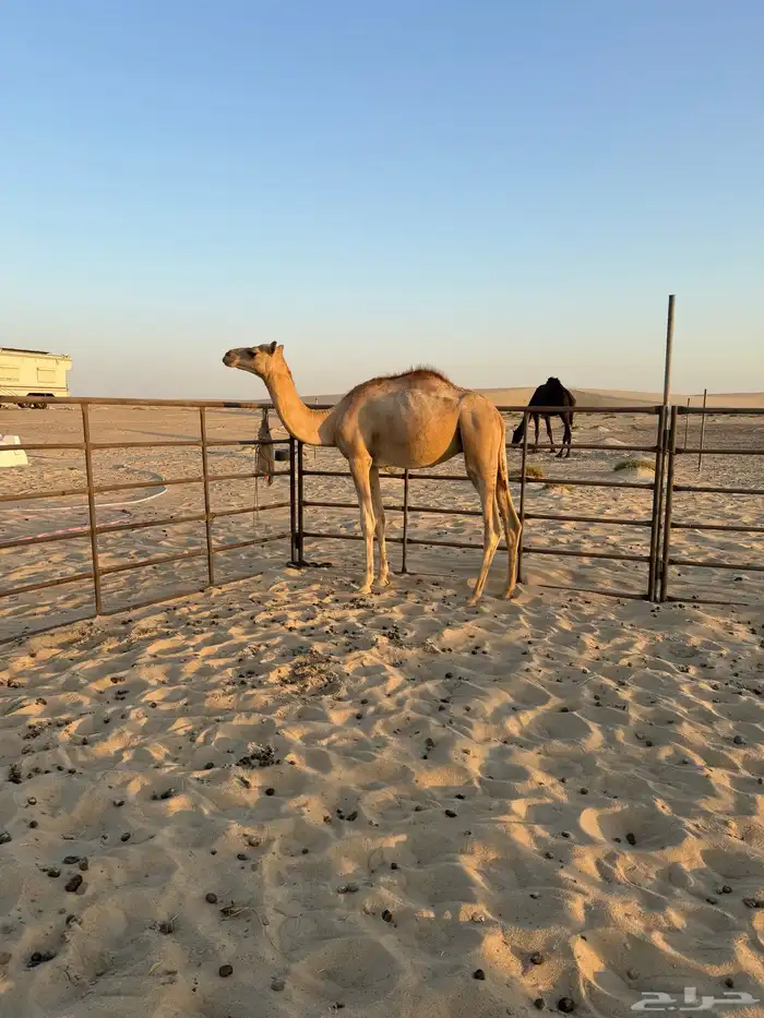 للبيع قعدان قصب 3
