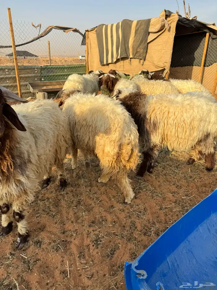 طليان نعيم فل شحم 1