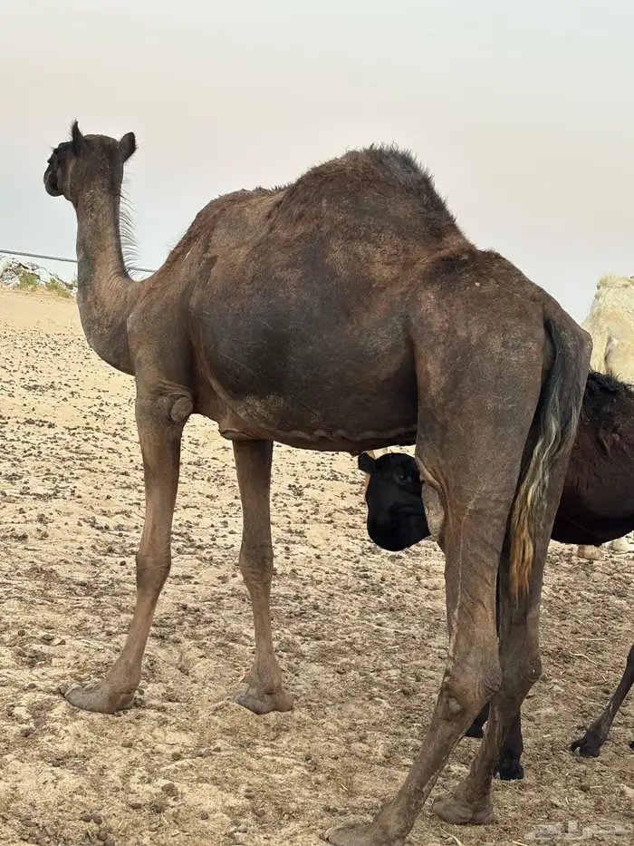 ناقة قصب 1