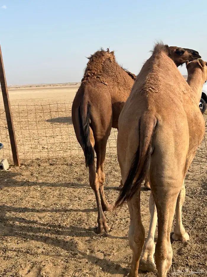 حاشي سمييين 8