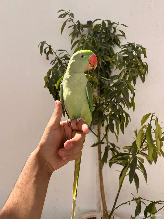 ذكر دره نيبالي اليف و متكلم 8