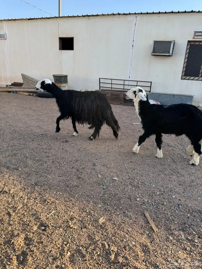 نجديه والد معها خروف كبير 3