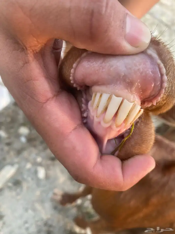 ماعز 5