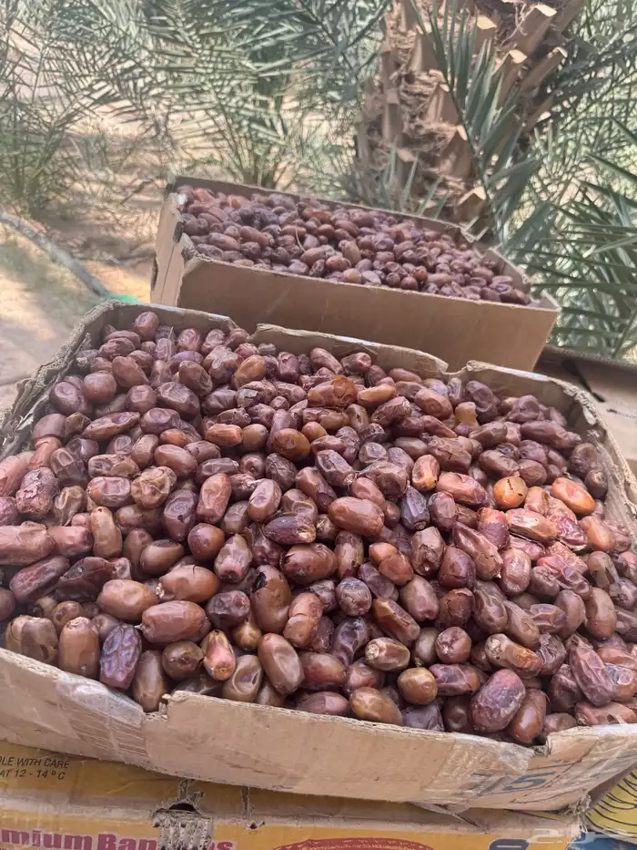 تمر خلاص و سري 0