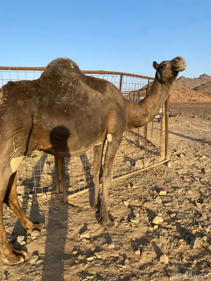 لقحه ملاقي تبي تلد مجموع بالحليب منوت القاني تمم البيعع 4