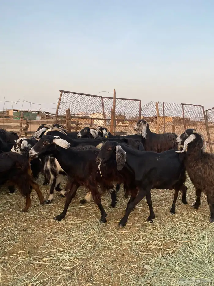 للبيع معزا عوارض صنف الصنف بالفحل دفيع ومضاريع 8
