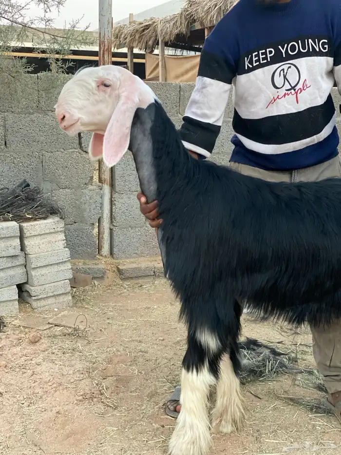 رخل نجدية معرفة ( تم البيع ) 0