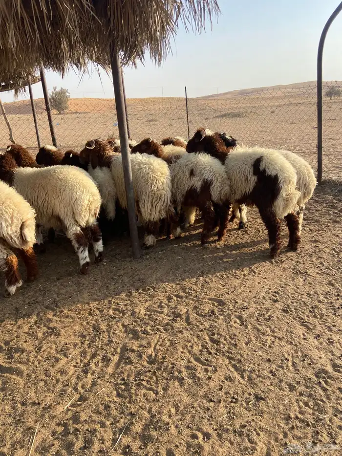 طليان نعيم 0