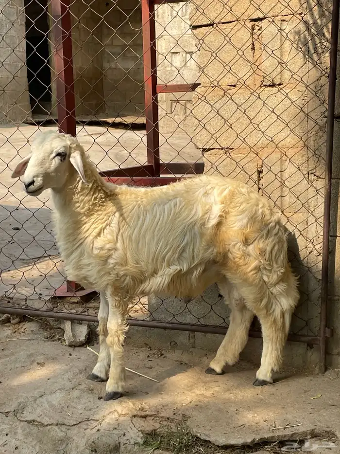 جذع عمر 5 شهور 1