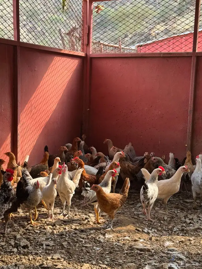 للبيع دجاج بلدي 2