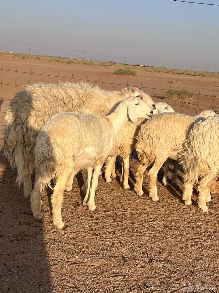 مراح حريات حرش اشباب مضاريع ودفيع 1