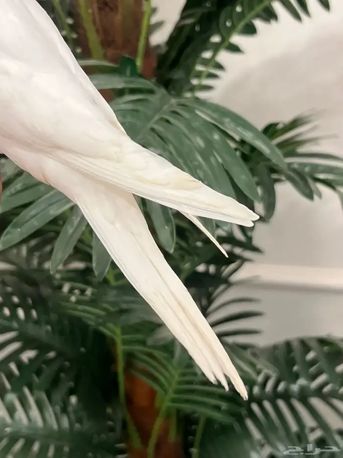 كروان اللبينو عيون حمرا الليف نهاية غر ( على للسوم ) 3