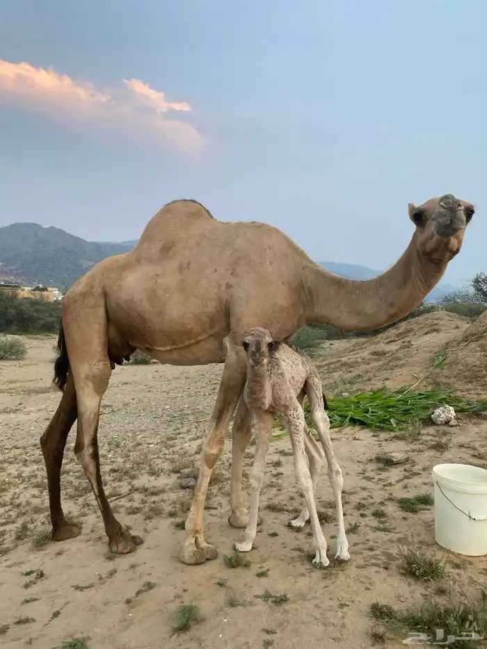 ناقه للبيع 2