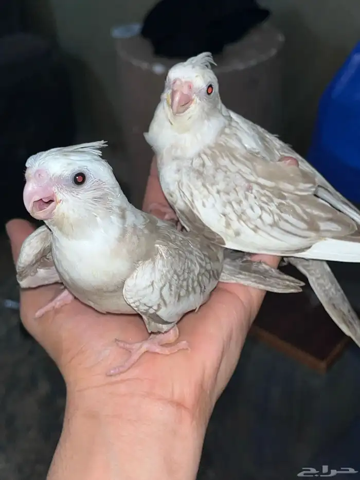 تم البيع كروان 2