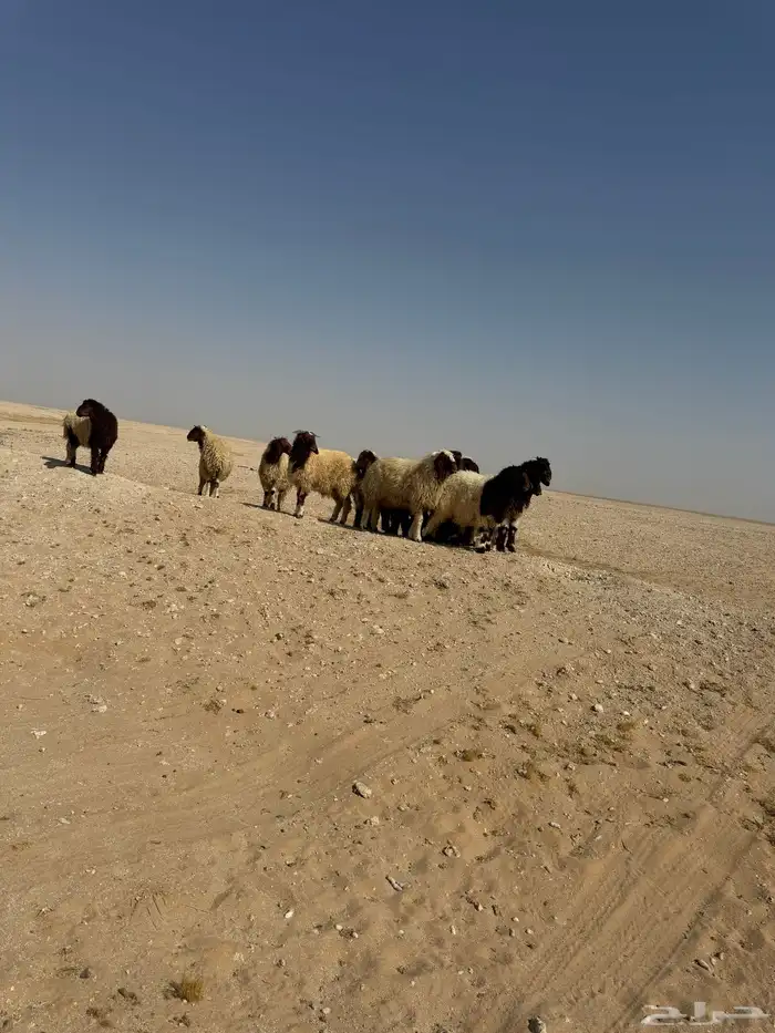 ذبايح فاخره 2