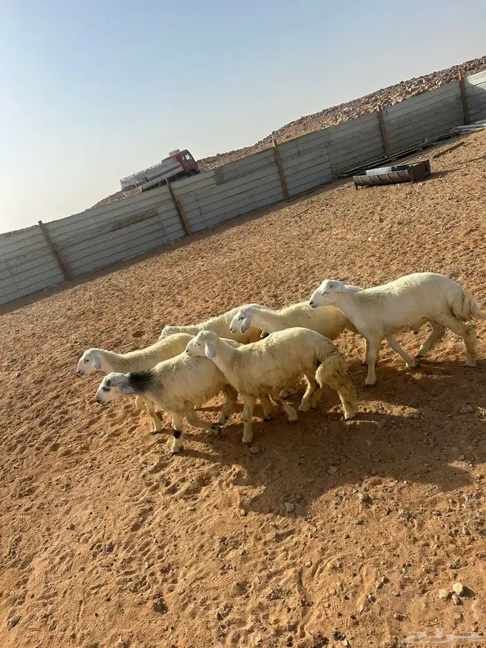هرافى حري العدد 6(. 5خرفان  . 1رخل) 1