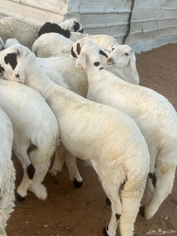 خرفان سواكن وتربيه اربعه شهور شحم وجبر ناهي 11