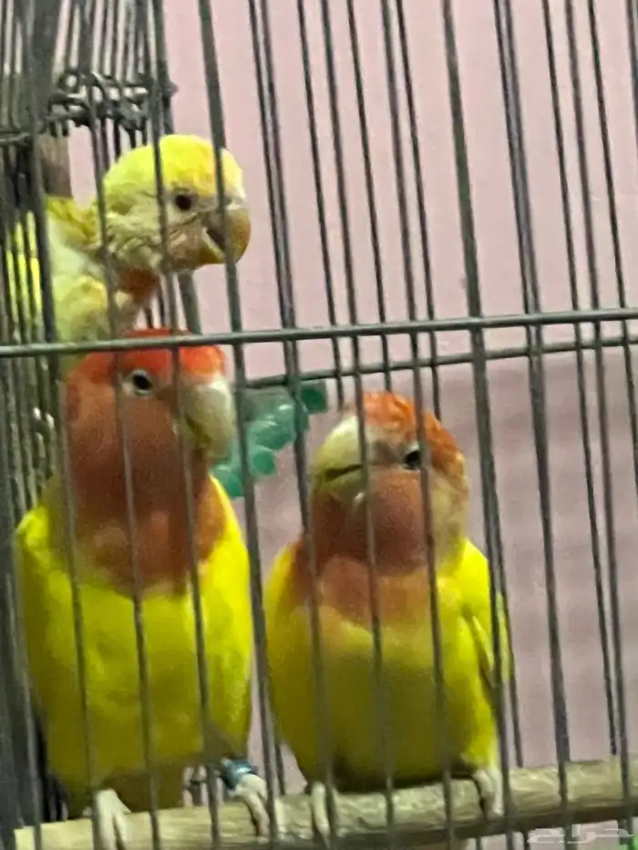 روز زوج منتج 2