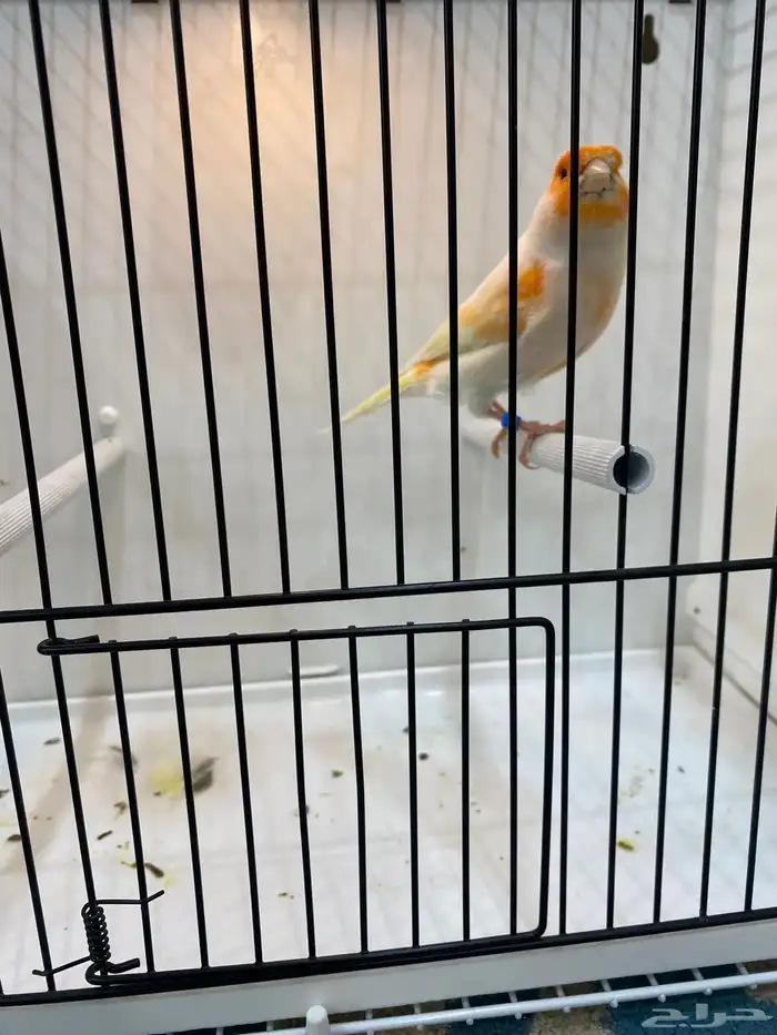 ذكر مايزيك تغريد نار 0