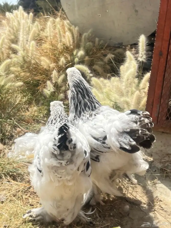 دجاج براهما كولمبي 3