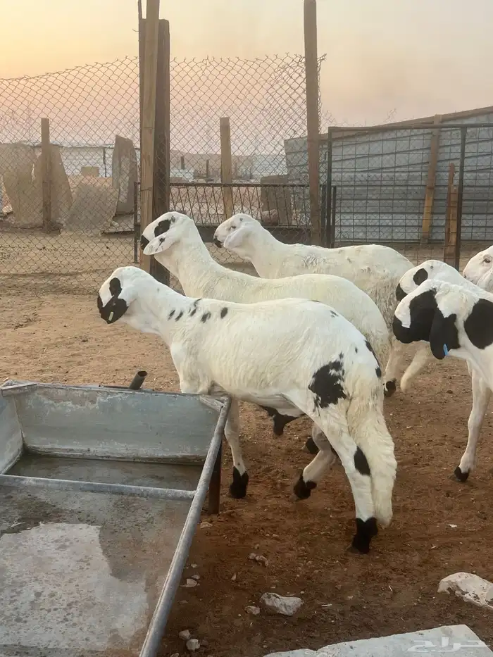 خرفان نعيمي جبر وناهي 9